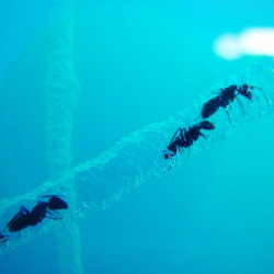 ant vivarium fourmis fourmilière gel antfarm antquarium colonie observation