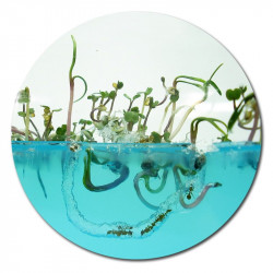 vivarium fourmis fourmilière gel antfarm antquarium ant fourmis colonie observation graines plantes plantarium