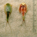 Triops Longicaudatus crustacé préhistorique taille ventre