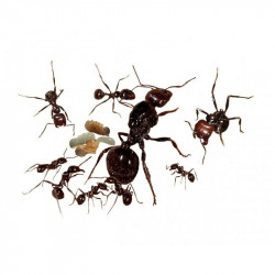 colonie fourmis messor barbarus avec reine ant ants queen