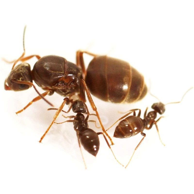 colonie fourmis noire des jardins lasius niger avec reine ant ants queen colonie fourmis noire des jardins lasius niger avec reine ant ants queen