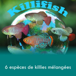 Oeufs larves alevins poisson killies killifish Nothobranchius Rachovii Beira Guentheri Eggersi Foerchi Palmqvisti Patrizii