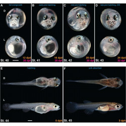 Oeufs larves alevins poisson eau douce killies killifish Nothobranchius evolution étapes croissance
