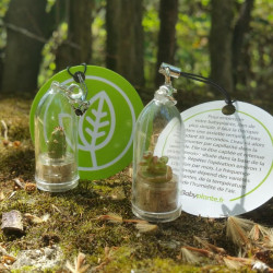 Babyplante petite plante mini cactus succulente porte cle de poche miniature