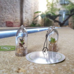 Babyplante petite plante mini cactus succulente porte cle de poche miniature