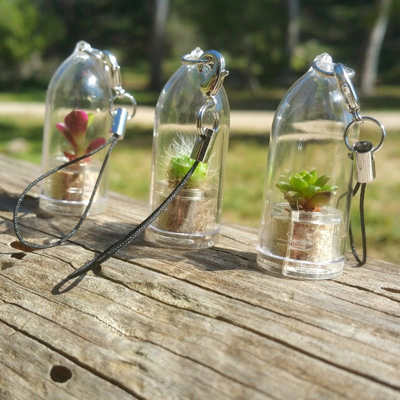 Babyplante petite plante mini cactus succulente porte cle de poche miniature Babyplante petite plante mini cactus succulente porte cle de poche miniature
