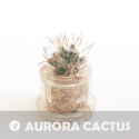 Babyplante Aurora Cactus petite plante mini cactus succulente porte clé