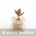 Babyplante Black Phoenix petite plante mini cactus succulente porte clé