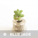 Babyplante Blue Jade petite plante mini cactus succulente porte clé