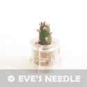 Babyplante Eve's Needle petite plante mini cactus succulente porte clé