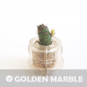 Babyplante Golden Marble petite plante mini cactus succulente porte clé