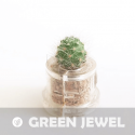 Babyplante Green Jewel petite plante mini cactus succulente porte clé
