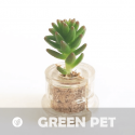 Babyplante Green Pet petite plante mini cactus succulente porte clé