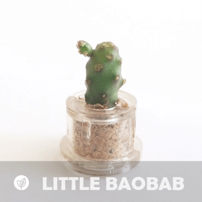 Babyplante Little Baobab petite plante mini cactus succulente porte clé