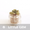Babyplante Little Gem petite plante mini cactus succulente porte clé