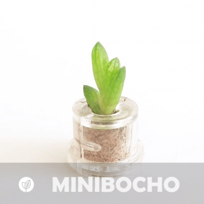 Babyplante Minibocho petite plante mini cactus succulente porte clé