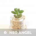 Babyplante Neo Angel petite plante mini cactus succulente porte clé