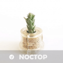 Babyplante Noctop petite plante mini cactus succulente porte clé