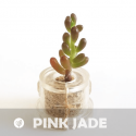 Babyplante Pink Jade petite plante mini cactus succulente porte clé