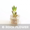 Babyplante Rock Flower petite plante mini cactus succulente porte clé