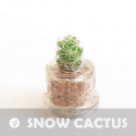 Babyplante Snow Cactus petite plante mini cactus succulente porte clé