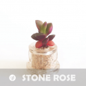 Babyplante Stone Rose petite plante mini cactus succulente porte clé