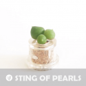 Babyplante String Of Pearls petite plante mini cactus succulente porte clé