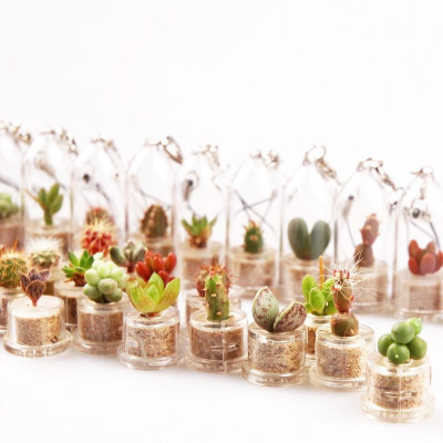 Boutures Mini Succulentes Sunnyplants - Lot De 10 - Plantes Miniatures D' Intérieur - 1 à 2 Cm - Idée Cadeau Végétal Lot 10 Succulentes Miniatures Boutures Mini Succulentes Sunnyplants - Lot De 10 - Plantes Miniatures D' Intérieur - 1 à 2 Cm - Idée Cadeau Végétal Lot 10 Succulentes Miniatures