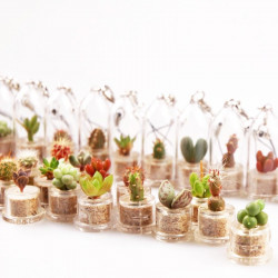 Babyplante petite plante mini cactus succulente porte cle de poche miniature