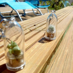 Babyplante petite plante mini cactus succulente porte cle de poche miniature