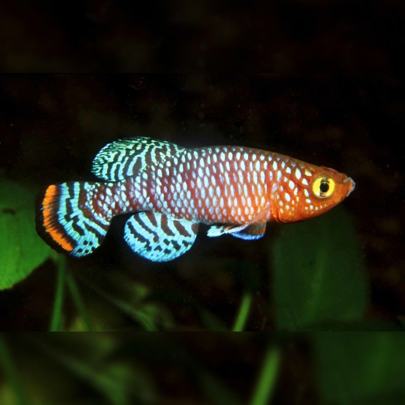 Oeufs larves alevins poisson killies killy killifish Nothobranchius Rachovii Beira Oeufs larves alevins poisson killies killy killifish Nothobranchius Rachovii Beira