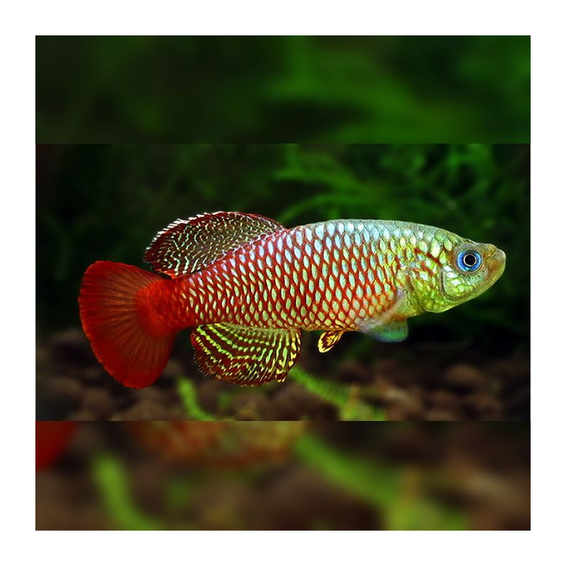 Lot 50 Oeufs De Killies Nothobranchius Palmqvisti Lot 50 Oeufs De Killies Nothobranchius Palmqvisti