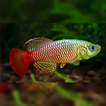 Oeufs larves alevins poisson killies killy killifish Nothobranchius Palmqvisti Palmquisti