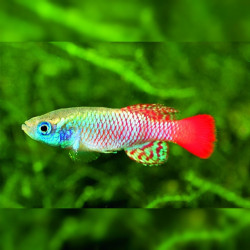 Oeufs larves alevins poisson killies killy killifish Nothobranchius Palmqvisti Palmquisti