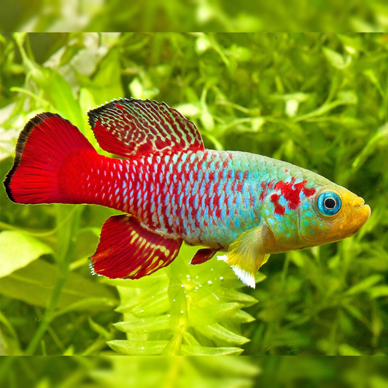 Lot 50 oeufs de Killies Nothobranchius Palmqvisti