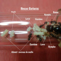 colonie fourmis messor barbarus reine