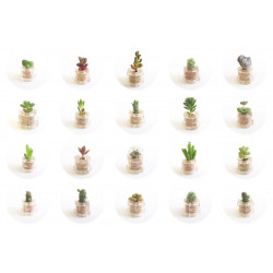 Babyplante catalogue petite plante mini cactus succulente porte clé poche