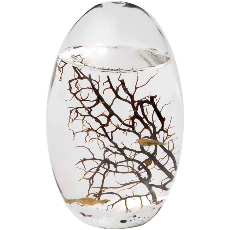 Ecosphère écosytème ovale atlantique cailloux blancs crevettes Ecosphère écosytème ovale atlantique cailloux blancs crevettes