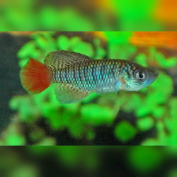Oeufs larves alevins poisson killies killy killifish Nothobranchius Patrizii