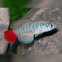 Oeufs larves alevins poisson killies killy killifish Nothobranchius Patrizii