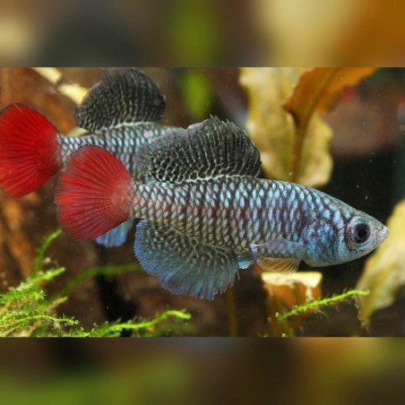 Oeufs larves alevins poisson killies killy killifish Nothobranchius Patrizii