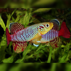 Oeufs larves alevins poisson killies killy killifish Nothobranchius Guentheri