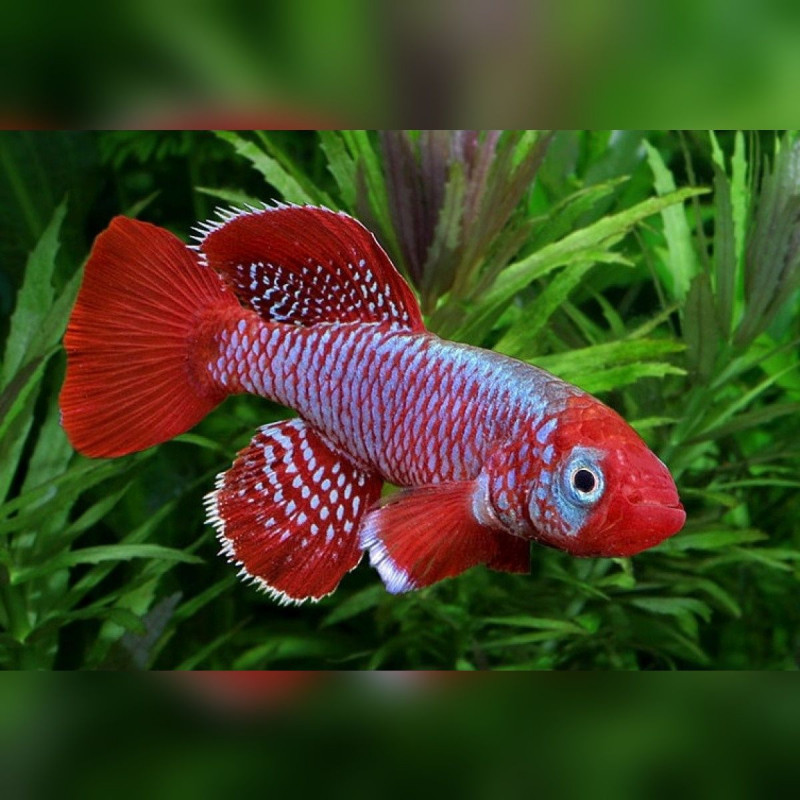 Oeufs larves alevins poisson killies killy killifish Nothobranchius Eggersi Red Blue Oeufs larves alevins poisson killies killy killifish Nothobranchius Eggersi Red Blue