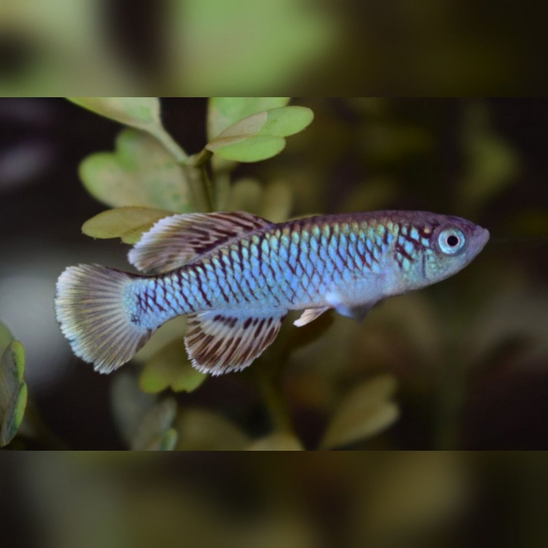 Oeufs larves alevins poisson killies killy killifish Nothobranchius Eggersi Red Blue Oeufs larves alevins poisson killies killy killifish Nothobranchius Eggersi Red Blue