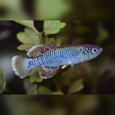 Oeufs larves alevins poisson killies killy killifish Nothobranchius Eggersi Red Blue