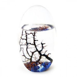 Ecosphère écosytème ovale méditerranée cailloux bleus crevettes