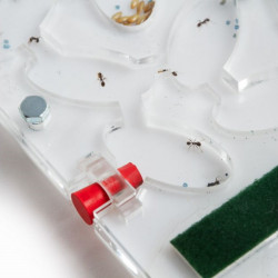 kit fourmilière pédagogique pour observer les fourmis avec colonie pour les enfants