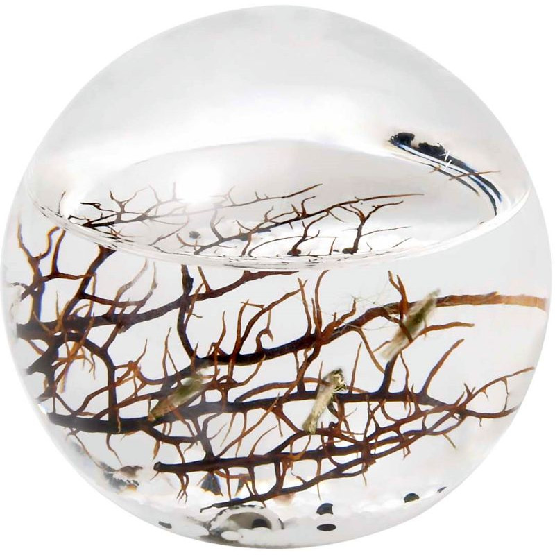 Ecosphère écosytème ronde 10 cm atlantique cailloux blancs crevettes