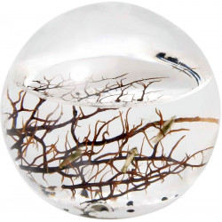 Ecosphère écosytème ronde 10 cm atlantique cailloux blancs crevettes