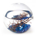 Ecosphère écosytème ronde 10 cm méditerranée cailloux bleus crevettes